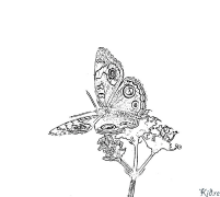 butterfly Coloring Pages To Print